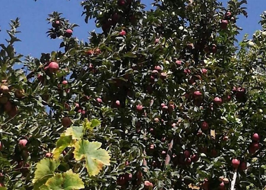 جاذبية الدولة المهترئة تُسقط تفاح لبنان وتُنزل المزارعين إلى جهنّم