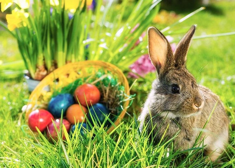 بالفيديو: من البيض الملوّن الى الأرانب.. هذه قصة رموز عيد الفصح!