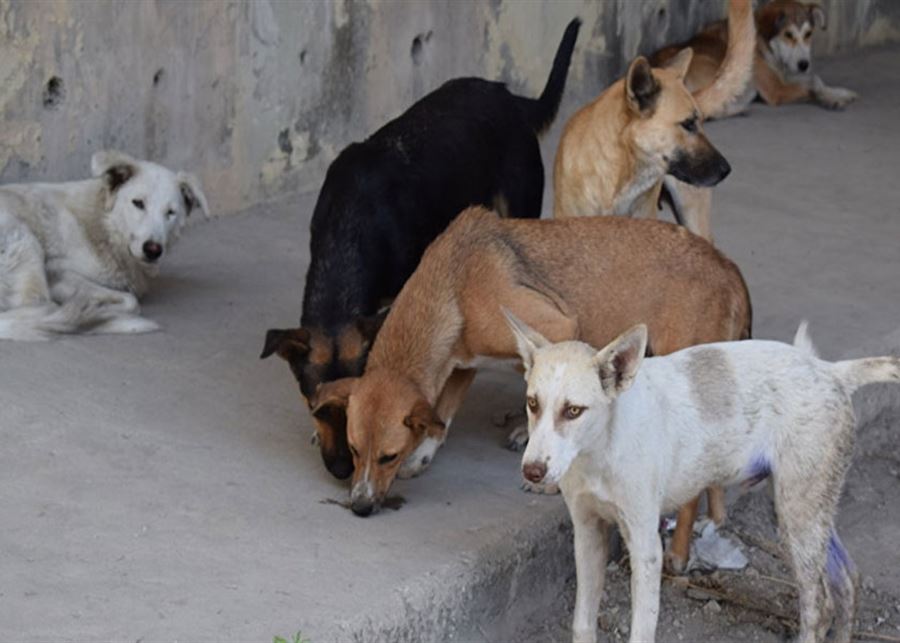 70 ألف كلب شارد... تنتظر المنظمات الدولية 